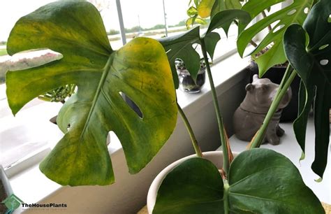 monstera turning yellow and brown|7 Reasons for Monstera Yellow Leaves and How to Fix It